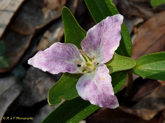 {Trillium georgianum}